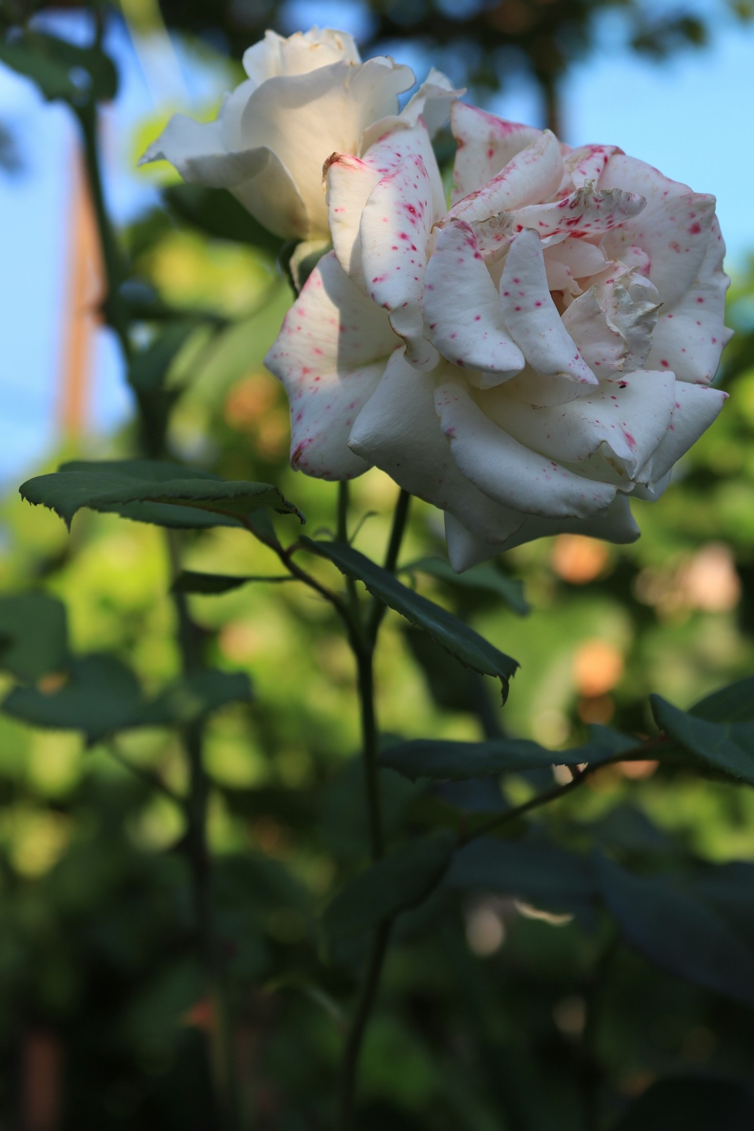 Les bienfaits méconnus des élixirs floraux